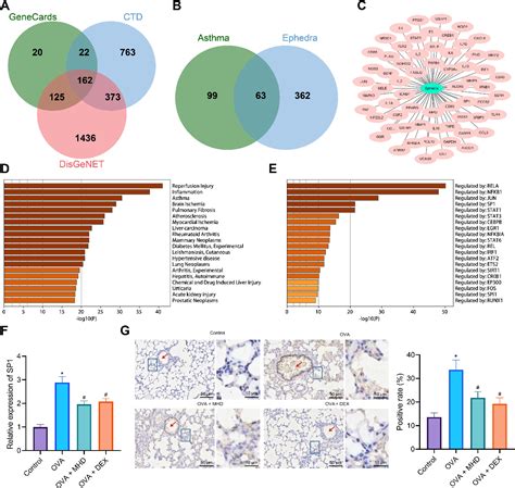 Mahuang decoction mitigates airway inflammation and regulates ... - PubMed