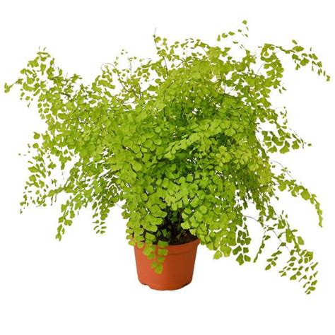 Maidenhair Fern (Adiantum) Plant in 6 in. Grower Pot - The Home Depot