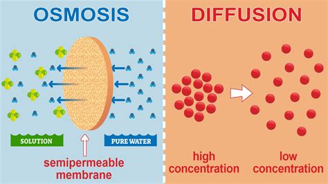 Main Difference Between Osmosis and Diffusion in Biology YourDictionary