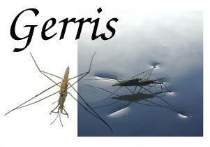 Main Page - Gerris