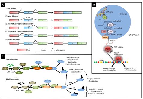 Main types of posttranscriptional and posttranslational modifications