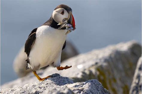 Maine’s puffin colonies recovering in the face of climate change
