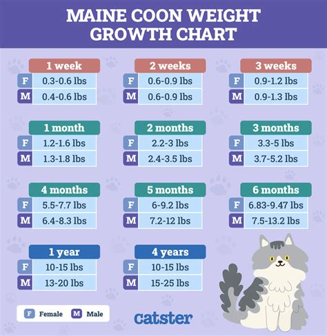 Maine Coon Weight Growth Chart