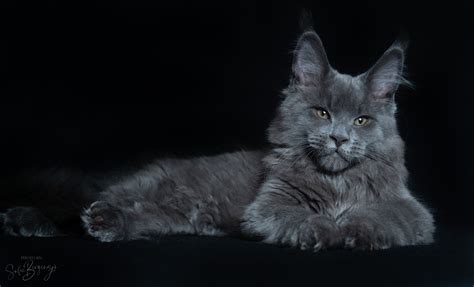 Maine Coon i Sverige