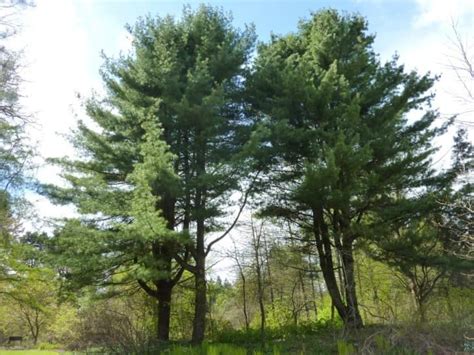 Maine Native Pine Trees - treesforme.com