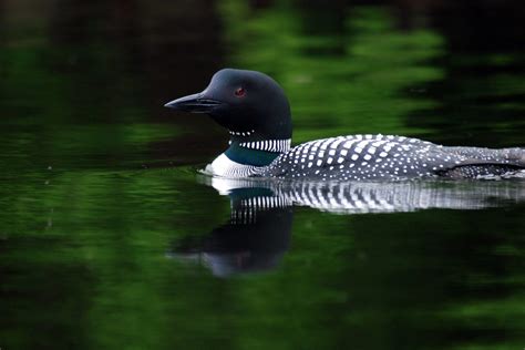 Maine audubon. The annual loon count takes place on the third Saturday of July, and in 2022, more volunteers than ever—more than 1600—gathered up their count forms and binoculars and headed out to the lakes. This is a real testament to how much people care about Maine’s loons and lakes. With fantastic calm and clear weather, volunteer loon counters ... 