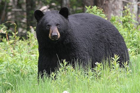 Maine black bears. Maine is home to the largest population of black bears in the eastern United States. Our bears are most active between April 1 and November 1. When natural foods are scarce, … 