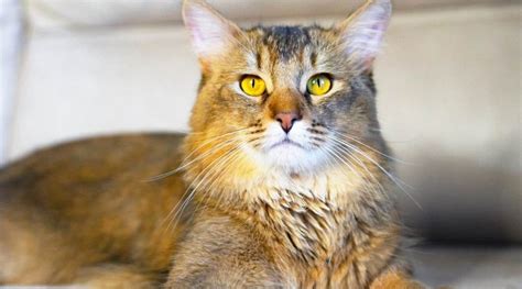 The Maine Coon Persian mix is a luxurious intelligent, long-haired, larger cat breed. A blend of two historically popular and old feline breeds, this is a gorgeous-looking, smart cat with a very lovable personality. They make wonderful pets and long-term companions for cat lovers of all ages.. 