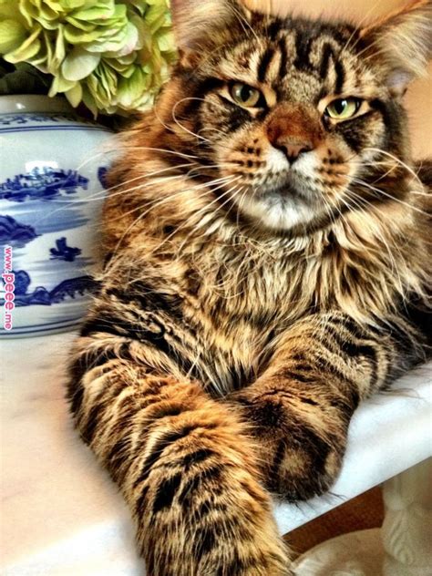 Maine coon bengal mix. Things To Know About Maine coon bengal mix. 