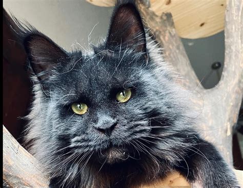 Maine coon breeder near me. As a sought-after breed, Maine Coon Cats for sale in Kansas cost between $4000 and $6000. A cat’s price is based on its pedigree, coat quality, age, health and vaccination history. If an Maine Coon Cat’s parents are show … 