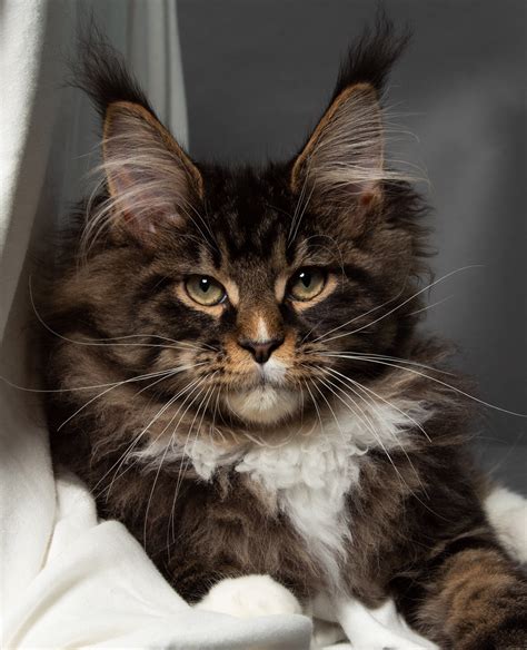 The Maine Coon Breeders and Fanciers Association (MCBFA) was formed in 1968, and today the breed is once again a big player at cat shows as well as family pets. Sadly, their numbers dwindled dramatically in the intervening years, meaning that those bred today have come from a small group.. 