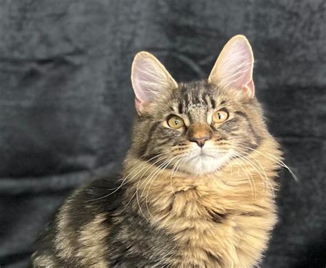 Adopt Maine Coon Cats in North Carolina. Filter. 24-05-15-00137 C27 Samson (m) (male) Maine Coon mix. Wilkes County, North wilkesboro, NC ID: 24-05-15-00137. Samson is a very sweet but skittish neutered male who is approximately 3 years old. He needs a very loving, quiet, Read more » .... 