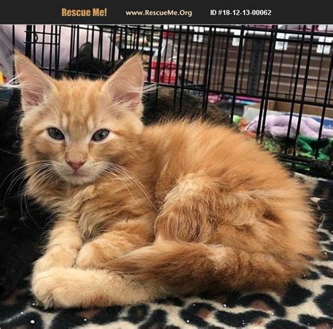 Maine coon cat rescue florida. Love, Pepper St Francis Society is located in Tampa fl adoption area is Tampa Bay. Hillsborough County. Tampa, Florida 33685. Rescue Me! ®. Good with Most Cats. Good with Adults (Not Kids) Average Energy. Average Temperament. 