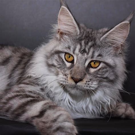 Big, Beautiful Maine Coon kittens & cats at our cattery. Raising Maine Coon cats and kittens is a labor of love for these beautiful creatures. [google9aad01ab85813b1b.html]