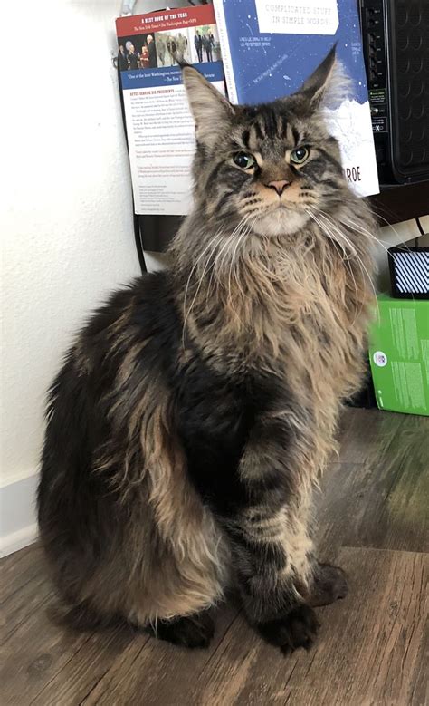 Maine Coons can live up to 20 years old (12.5-16 years is average) and some of the largest Maine Coon males can be over 20lbs by the time they have reached adulthood (females are smaller). It can take 4 years on average for a Maine Coon to mature, so although you can expect a rather large kitten, don't expect a full-blown gentle giant right away.. 