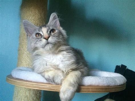 Find Female Maine Coons for Sale in Kansas City o