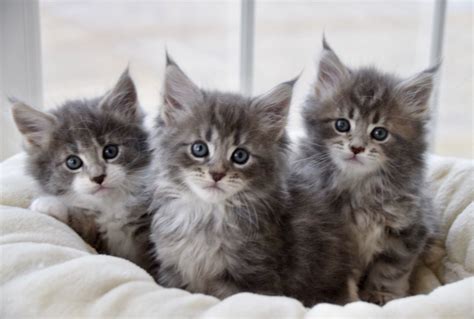 We offer purebred Maine Coon kittens with 100% Europea