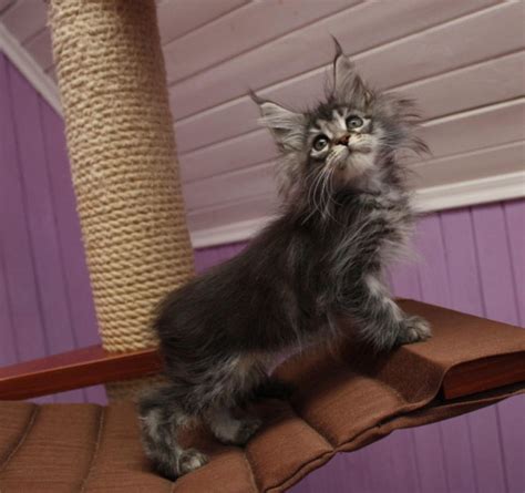 As a sought-after breed, Maine Coon Cats for sale in Nebraska cost between $4000 and $6000. A cat's price is based on its pedigree, coat quality, age, health and vaccination history. If an Maine Coon Cat's parents are show-winning, they can be even more expensive.. 
