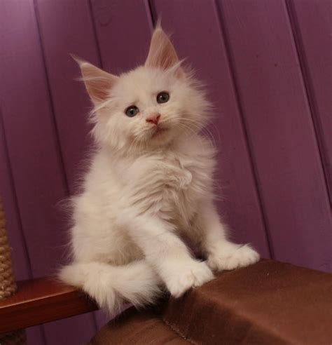 MAINE COON KITTENS AVAILABLE TO LEAVE NOW!! misso