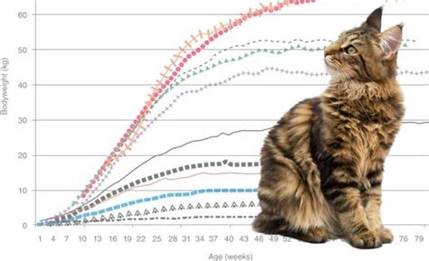 Maine Coon Measurement and Development Chart. The chart beneath outlin
