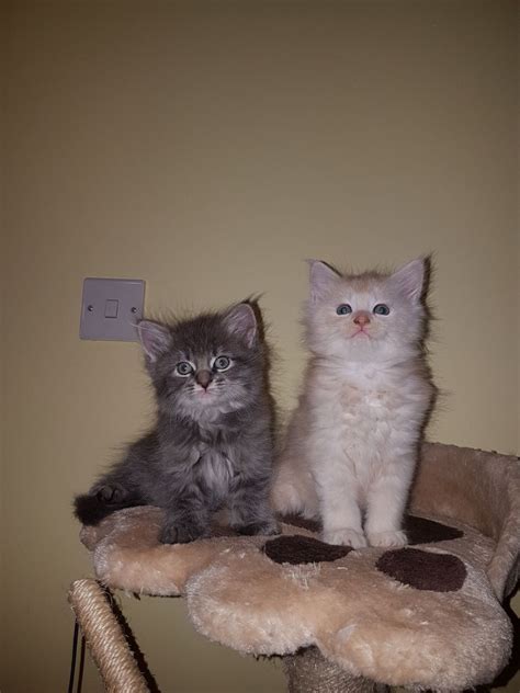 Maine coon kittens for sale near me florida, jacksonville. Kittens for sale near me / Maine Coon kittens for sale / Maine coon breeder near me / Ma.. #520760. 