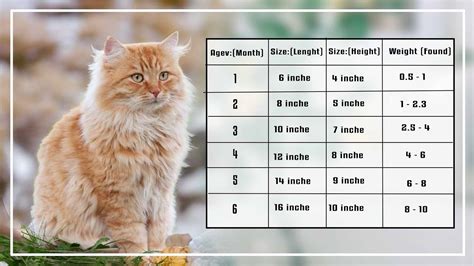 Maine coon kitten growth chart. Average Maine Coon Lifespan. A lot of factors go into the determination of how long your Maine coon cat will live. However, the average lifespan of a Maine Coon is between 10 to 15 year s. Some Maine coon cats have been recorded to live up to 20 years, so the average can be shattered. 