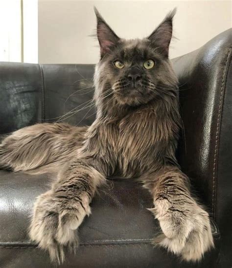  Maine Coon Cats Michigan, Plymouth, Michigan. 4,937 likes · 