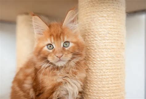 Maine coon kittens. Typically if you buy a Maine Coon as a pet it will be less expensive than purchasing one for show. It is also usually an added expense to get the breeding rights for a kitten. The breeding rights can cost you about $2,000 on top of the cost of the kitten which can also be around $2,000. And remember, there are thousands of non-pure bred Maine ... 
