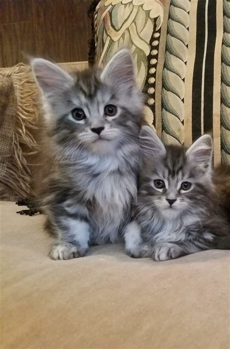 Maine coon kittens $400. For example, a casual Maine Coon owner whose cat became pregnant may sell the babies for $400 to earn money from them. Trusted breeders recognized by the Cat Fanciers' Association (CFA), on the other hand, generally charge around $2,000 per kitten, owing to the additional expenditures of being a member of the organization. 