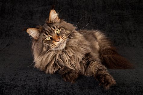 Maine coon kittens colorado. Kittens - Colorado Maine Coons 