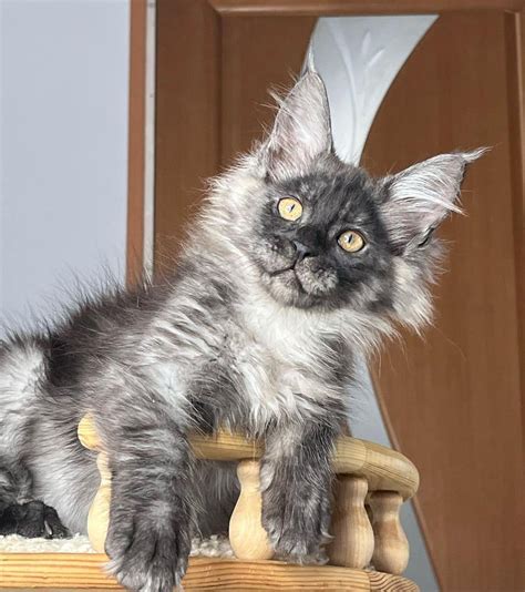 Maine Coon cats are lovable, adaptable, sweet-natured, affectionate an