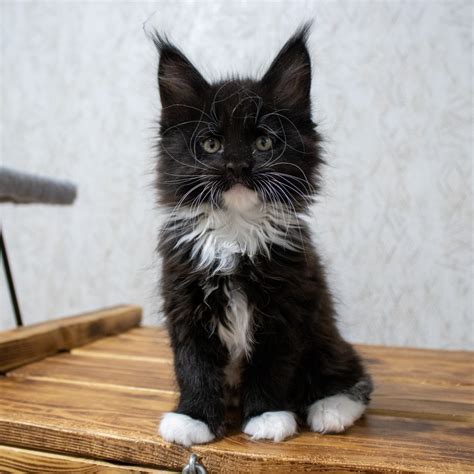 Sweet Giants Maine Coons Cattery Texas DFW, McKinney, Texas. 2,505 likes · 65 talking about this. We breed beautiful 100% European line Maine Coons. Our...