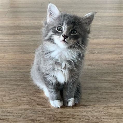 Maine coon kittens for sale lexington ky. for sale, 2 Black and White females and 1 Black female. Born 4/30/2015 - available t. Americanlisted has classifieds in Boaz, Kentucky for dogs and cats. Kennel hounds, dogs and all kinds of cats 