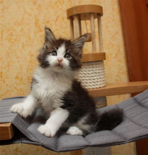 Maine coon kittens for sale pittsburgh pa. Maine Coon Cat Facts. Weight: 13-25 pounds for males and 7-15 pounds for females. Height: 10-16 inches in height (full size by age 5) Length: 30-40 inches in length. Lifespan: 11-13 years. Diet: We feed our cats Royal Canaan cat food. Appearance: These cats have a robust, muscular build with long tufted ears that have beautiful lynx-like tips. 