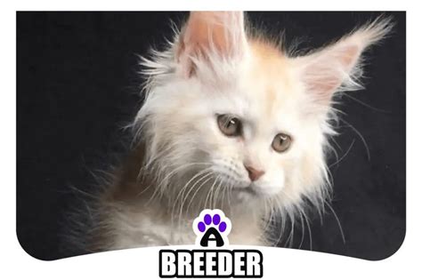 Maine coon kittens for sale sacramento. However, you will want to choose reputable Maine Coon breeders in Sacramento who socialize their cats and perform a variety of health checks.! Look no further, To help you find the best Breeders located near you in Sacramento, I’ve put my own list of important factors based on experience, reputation, quality, and client reviews. 