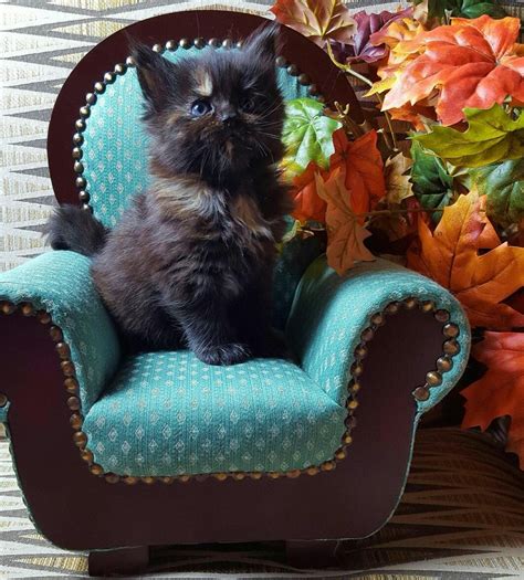 Maine coon kittens for sale wisconsin. Things To Know About Maine coon kittens for sale wisconsin. 