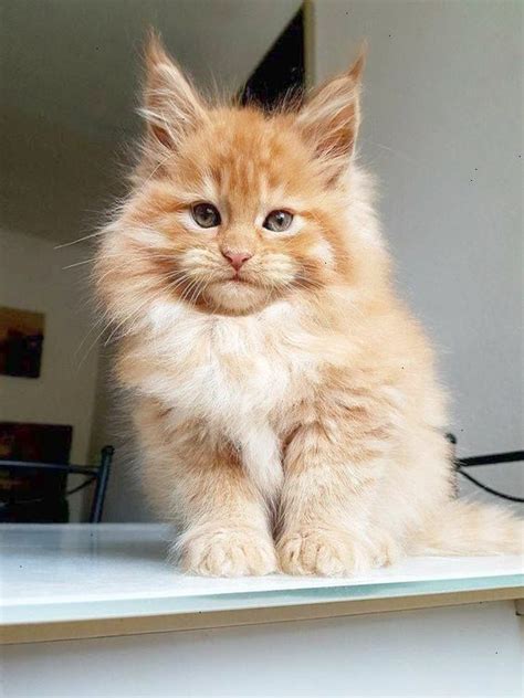 The Maine Coon is a feline of epic proportions, with a larger-than-life personality to match. This breed is one of the largest domestic cat breeds, with males weighing up to 18 pounds and females up to 12 pounds. Despite their size, they are incredibly agile and graceful and have striking physical attributes, including their tufted ears, long ... . 
