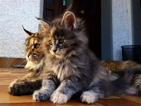 Maine coon kittens mn. Ad ID 166305. Published 30+ days ago. Pet Cats. Breed Maine Coon Breed Info. Location Fort Snelling Unorganized Territory, Ramsey County, Minnesota. Price $535. Displayed 834. 