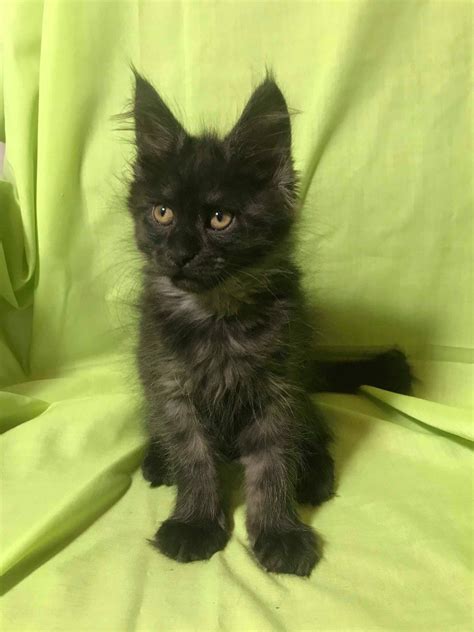 Maine coon kittens pa. SaraJen Cattery - Purebred Maine Coon Kittens and Cats. Showing and raising Maine Coons for over 30 years. Pet Maine Coon Kittens for sale. 