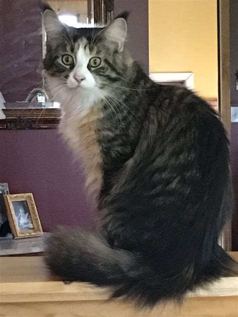 Quick Facts. Origin: United States (Maine) Size: 8-18 pounds. Maine Coons are one of the largest domesticated cat breeds. Adult males typically weigh between 13 to 18 pounds (5.9 to 8.2 kilograms) or more, while adult females are slightly smaller, usually ranging from 8 to 12 pounds (3.6 to 5.4 kilograms).