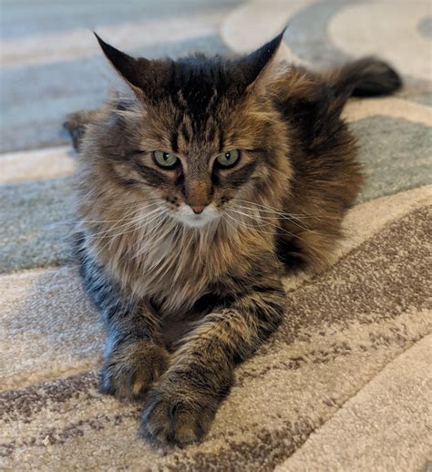 Maine coon mix cats. A Maine coon tabby mix is a feline that has genetic traits from both a tabby and Main coon cat. While the species may be difficult to identify by observing markings alone, it is po... 