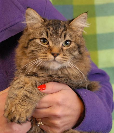 British Shorthair Mix Maine Coon is a me