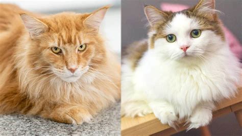 Being a mix between a Maine Coon and a Persian, these beautiful beasts can live happy and healthy life. 12 to 18 years of it, to be exact. Now obviously, nobody can predict how long your little Coon might live. But, there’s a general belief that mixed breeds live longer than their parent breeds.. 
