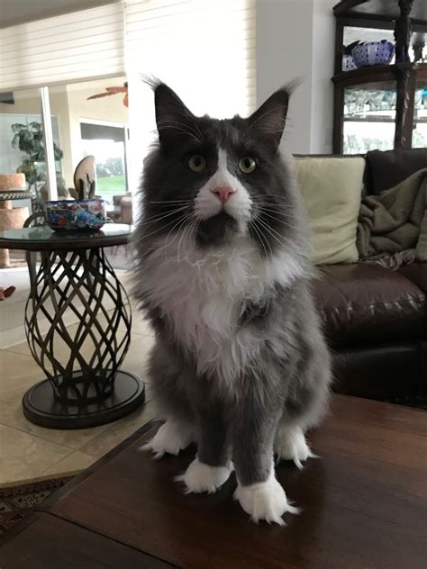 News. 07.07.2022 DreamCoon Harry is 3rd Maine Coon of 2022! Congra