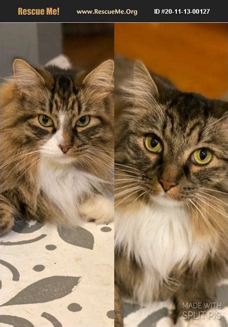 Maine coon oregon rescue. Here is where you can see all of our available kittens and cats. 