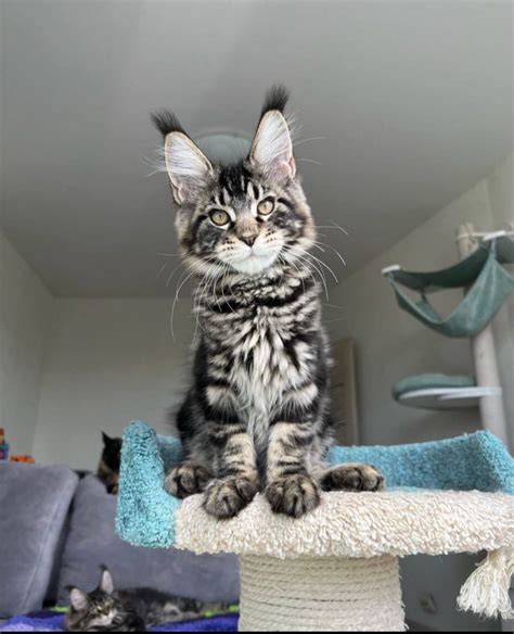 Adopt a Maine Coon Cat or Kitten. Check out our other hypoallergenic cats for adoption. Request to Meet a Pet – Get On Maine Coon Cat Adoption Wait List. Dedicated to finding good homes for preloved Maine Coon Cats and Maine Coon mix cats and kittens throughout the USA and Canada.. 
