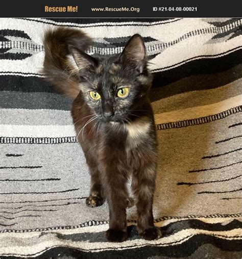 Muskegon. Rochester. Saginaw. Sterling Heights. Troy. Warren. Ypsilanti. Find Maine Coon cats and kittens in michigan available for sale and adoption. It's also free to list any cats you have in our classifieds.. 