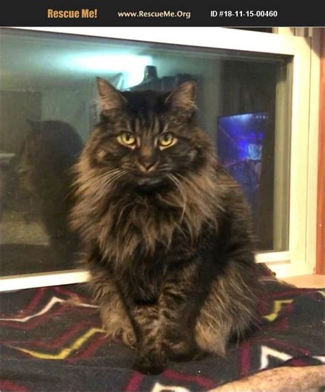 Maine Coon / Domestic Cat. Age: Young Adult. Sex: Femal