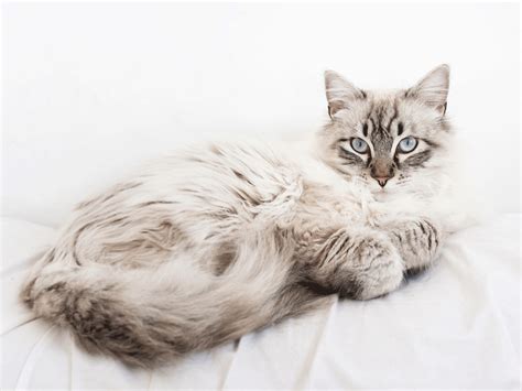 Maine Coon Siamese Mix: Perhaps one of the more 