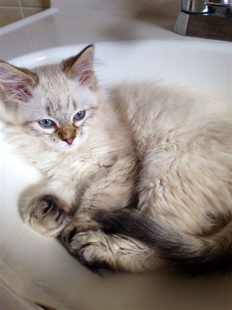The Maine Coon Siamese mix has great chances of inheriting a Maine Coon’s gentle nature, as well as Siamese’s outgoing personality. Let’s take a look at the main trait of this mixed cat to see what you can expect if you’re thinking of getting it!. 